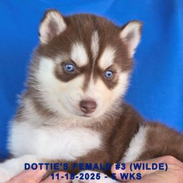 DOTTIE'S FEMALE 3 - Red and white female Siberian Husky puppy in Manilla, Iowa from Bruck's Siberian Huskies