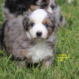 Luna - Blue merle female Miniature American Shepherd puppy in Hillsdale, Michigan from Faithwalk Aussies and Mini American Shepherds