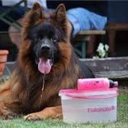 German Shepherd All Grown Up from Haus Wesmiller