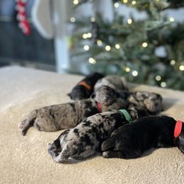 Goldendoodle Puppies from Merced Doodles