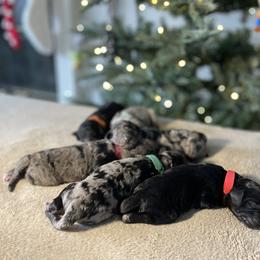 Goldendoodle Puppies from Merced Doodles