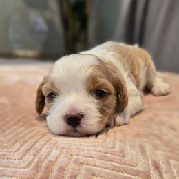 Omar - Blenheim male Cavapoo puppy in Caldwell, Idaho from Terrace Cav's