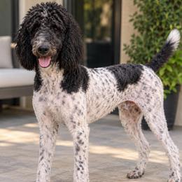 Gabriel - Parti male Poodle puppy in Surprise, Arizona from Gentle Paw Poodles and Doodles