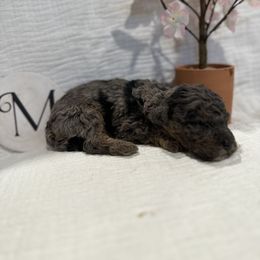 Poodle Puppies from Moore Poodles