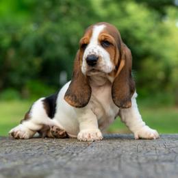 Girl 3 - Black brown and white female Basset Hound puppy in Harwood, Missouri from Bar H Farms