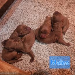 Druzy - Red  male Goldendoodle puppy in Mocksville, North Carolina from Hunting Creek Farm & Kennel