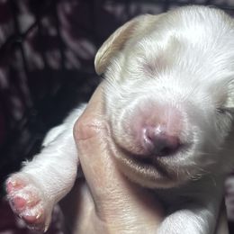 Dachshunds from Elo’s Doxies and Doxiepoos