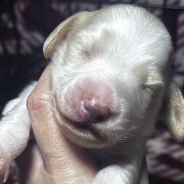 Dachshunds from Elo’s Doxies and Doxiepoos
