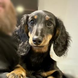 Ozzie - Black and tan male Dachshund puppy in Chehalis, Washington from Devoted Doxies - DLL