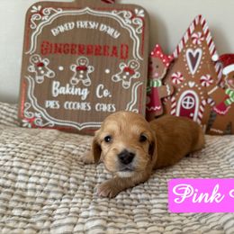 Pink - Red female Dachshund puppy in Snow Camp, North Carolina from V's Southern Angels