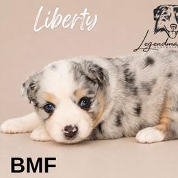 Liberty - Blue merle female Miniature American Shepherd puppy in Leitchfield, Kentucky from Legendmaker MAS