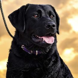 Kami - Labrador Retriever