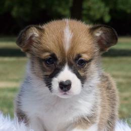 Paula Jo - Fawn female Pembroke Welsh Corgi puppy in Gober, Texas from Trigger Time Kennels
