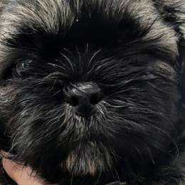 Shih Tzus from Leander Shih Tzu