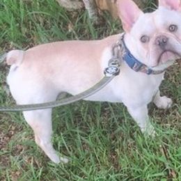 French Bulldogs from Coastal Pupz