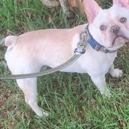 French Bulldogs from Coastal Pupz