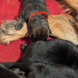 Blue - Sable male German Shepherd puppy in Holden, Missouri from Vacker Warin Engel