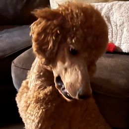 Boy 3 - Apricot Poodle puppy in Elko New Market, Minnesota from Willow Rock Poodles
