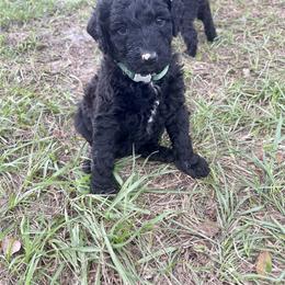 Poodle Puppies from Creek Side Kennels
