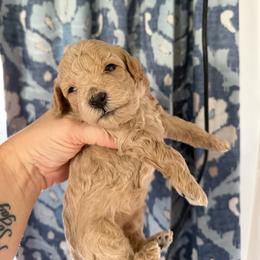 Boy 3 AKC Merlin - Apricot male Poodle puppy in Lees Summit, Missouri from Divine K9s LLC