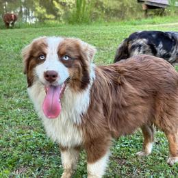 Bumblebee - Red tri-color male Australian Shepherd puppy in Albertville, Alabama from Salt Creek Aussies
