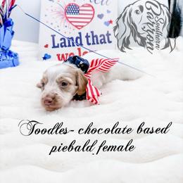 Toodles - Piebald female Dachshund puppy in Prairieville, Louisiana from Southern Barron Danes & Dachshunds