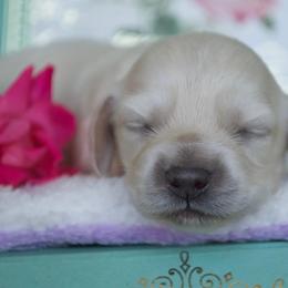 Dachshund Puppies from Dreamheart Dachshunds