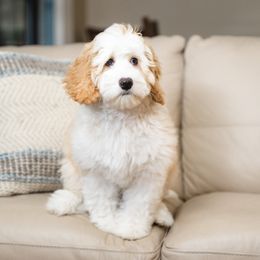 Meg - Australian Labradoodle