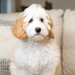 Meg - Australian Labradoodle