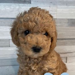 Goldendoodle Puppies from Kevin Williams