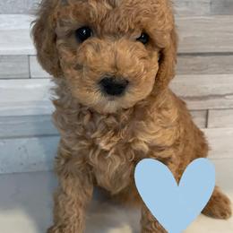 Goldendoodle Puppies from Kevin Williams