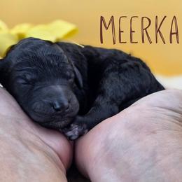 Girl 3 - Black female Poodle puppy in Springfield, Oregon from Valaurah Farms