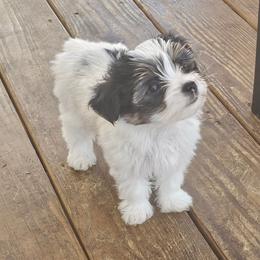 Milo - Parti male Yorkshire Terrier puppy in Duncan, South Carolina from Sonshine Yorkies