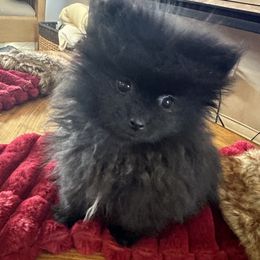 Girl 2 - Pomeranian puppy from Baby Bear Poms