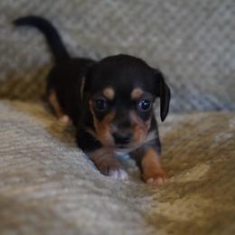 Girl 1 - Black and tan female Dachshund puppy in Quemado, New Mexico from TNT Dachshunds
