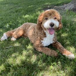 Macy - Goldendoodle