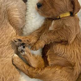 Goldendoodle Puppies from SunriseDoodles