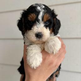 Caramel - Tri-color female Bernedoodle puppy in Modesto, California from Central Valley Canine Companions