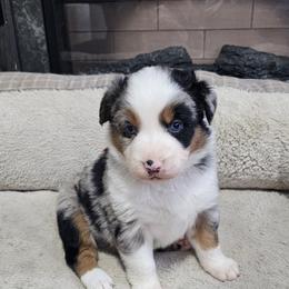 Elsa - Blue merle female Australian Shepherd puppy in Terryville, Connecticut from Spirited Aussies