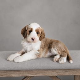 Cara - Red  female Goldendoodle puppy in Floyd, Virginia from Hearts and Paws Poodles and Doodles