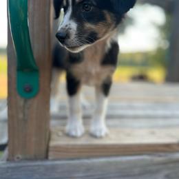 Cowgirl - Black tri female Miniature Australian Shepherd puppy in Doddridge, Arkansas from Huddleston Farm