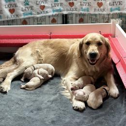 Golden Retriever Puppies from Ruff Life Goldens