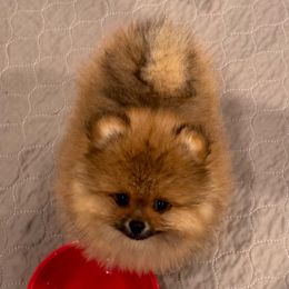 Eazy - Orange sable male Pomeranian puppy in Newton, New Jersey from The__o__pack