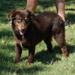 Jada blue eye - Red tri male Miniature Australian Shepherd puppy in Lawton, Oklahoma from Lindsey’s Aussies