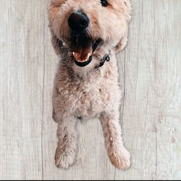 Finn - Goldendoodle
