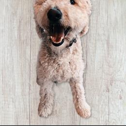 Finn - Goldendoodle