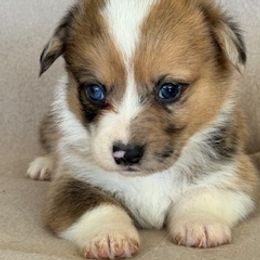 Girl 4 - female Pembroke Welsh Corgi puppy in Huntington Beach, California from Gingerbread