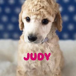Judy - Apricot female Poodle puppy in Lake Charles, Louisiana from Cypress Bayou Poodles