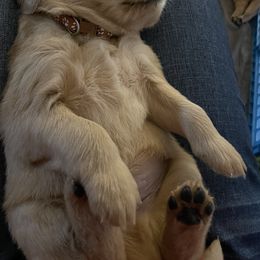 Golden Retriever Puppies from Sydney’s Goldens