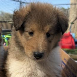 Scott - Sable and white male Collie puppy in Carencro, Louisiana from Cajun Bayou's Collies LLC